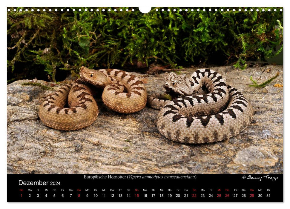 REPTILIEN IM TERRARIUM (CALVENDO Wandkalender 2024)