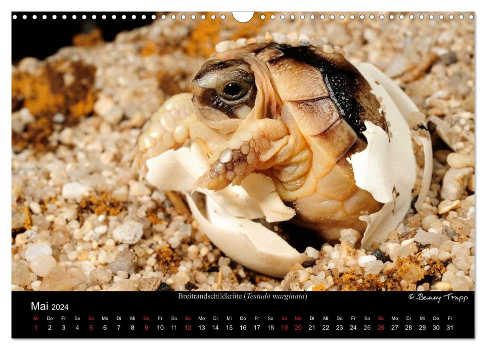 REPTILIEN IM TERRARIUM (CALVENDO Wandkalender 2024)