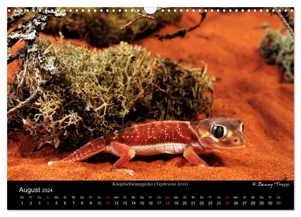 REPTILIEN IM TERRARIUM (CALVENDO Wandkalender 2024)