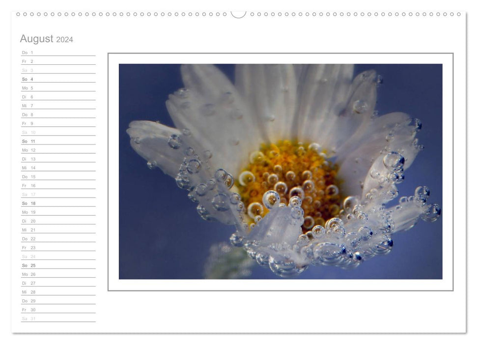 Blütenpracht, nicht nur ein Geburtstagskalender (CALVENDO Premium Wandkalender 2024)