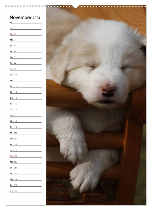 Der Border Collie Terminplaner (CALVENDO Wandkalender 2024)