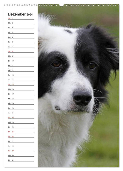 Der Border Collie Terminplaner (CALVENDO Wandkalender 2024)