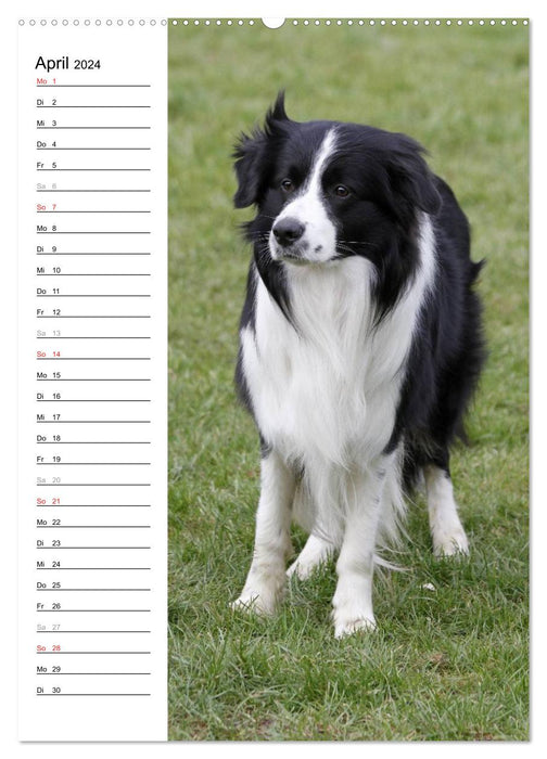 Der Border Collie Terminplaner (CALVENDO Wandkalender 2024)