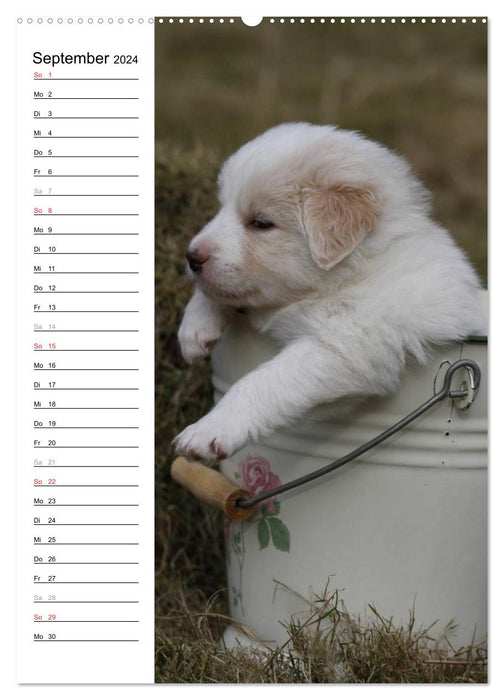 Der Border Collie Terminplaner (CALVENDO Wandkalender 2024)