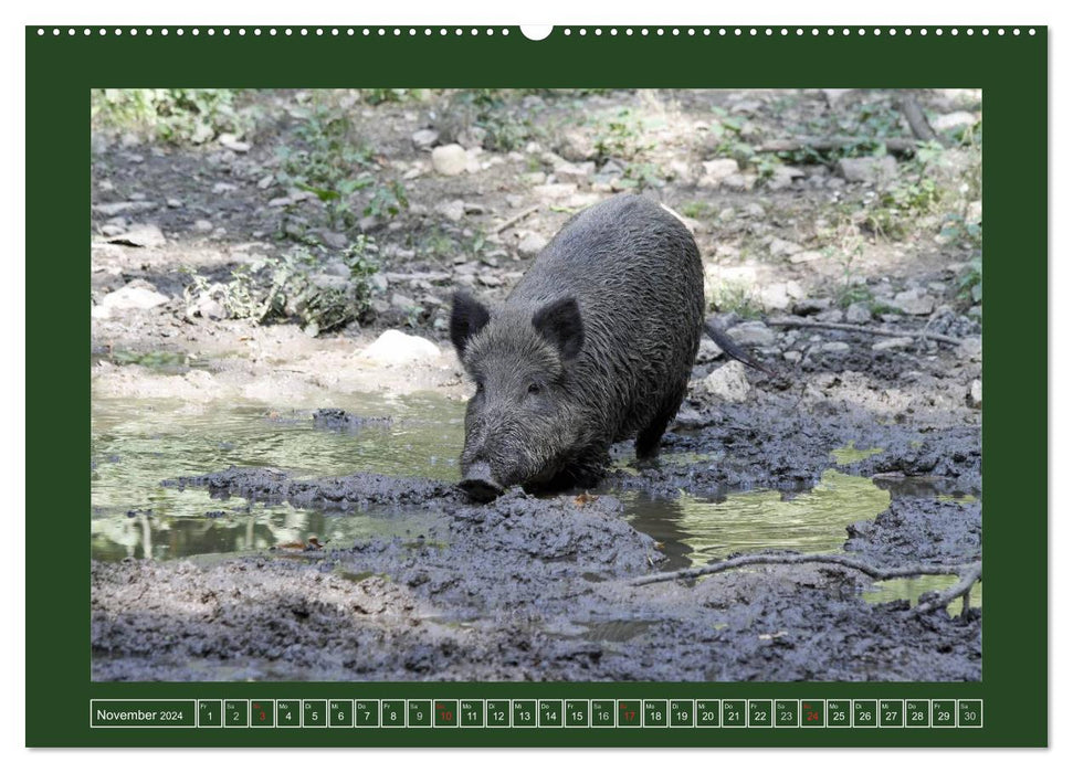 Schweinkram - Die Wildschweine sind los (CALVENDO Premium Wandkalender 2024)