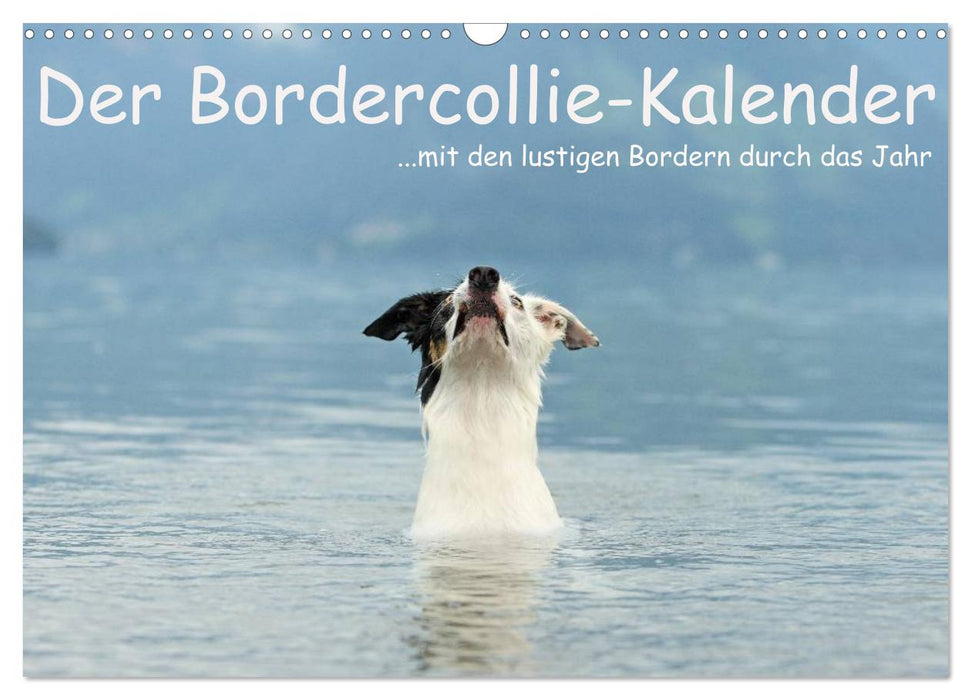 Der Bordercollie-Kalender (CALVENDO Wandkalender 2024)