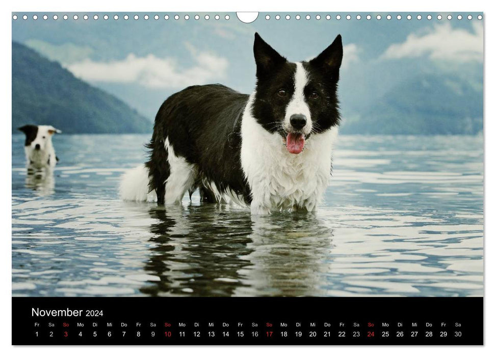 Der Bordercollie-Kalender (CALVENDO Wandkalender 2024)