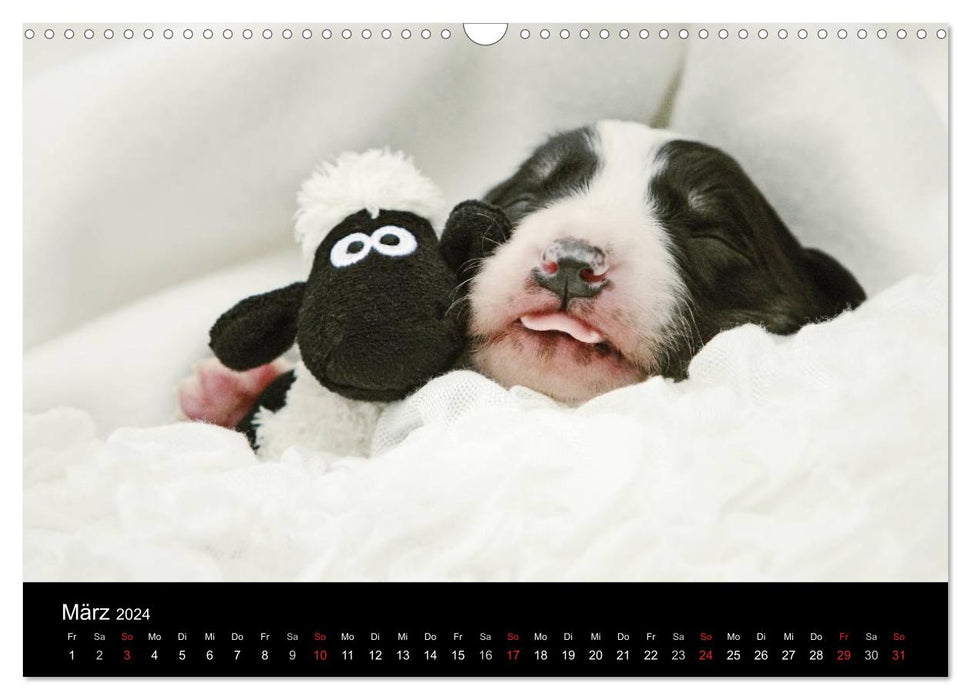 Der Bordercollie-Kalender (CALVENDO Wandkalender 2024)