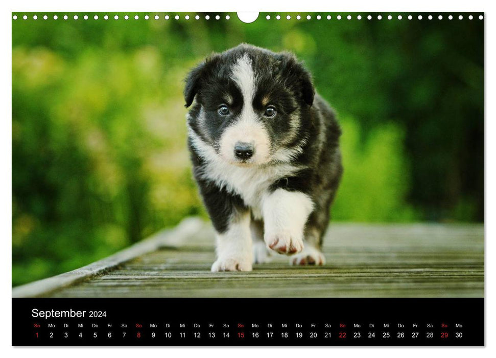 Der Bordercollie-Kalender (CALVENDO Wandkalender 2024)