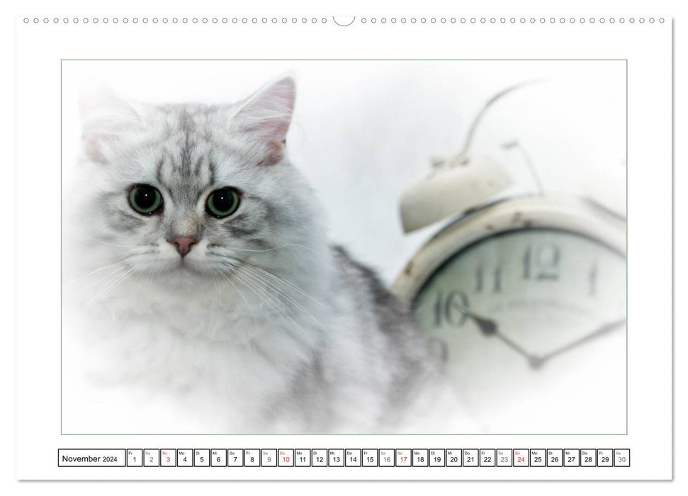Katzen – Treue Begleiter (CH - Version) (CALVENDO Wandkalender 2024)