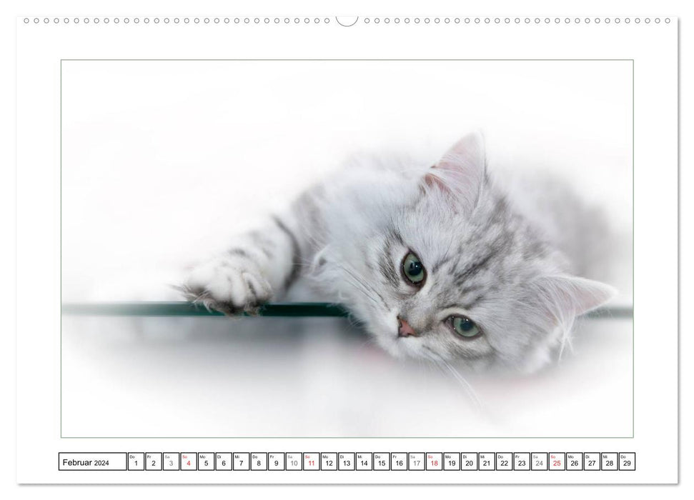 Katzen – Treue Begleiter (CH - Version) (CALVENDO Wandkalender 2024)