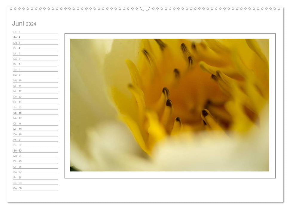 Blütenpracht, nicht nur ein Geburtstagskalender (CALVENDO Wandkalender 2024)