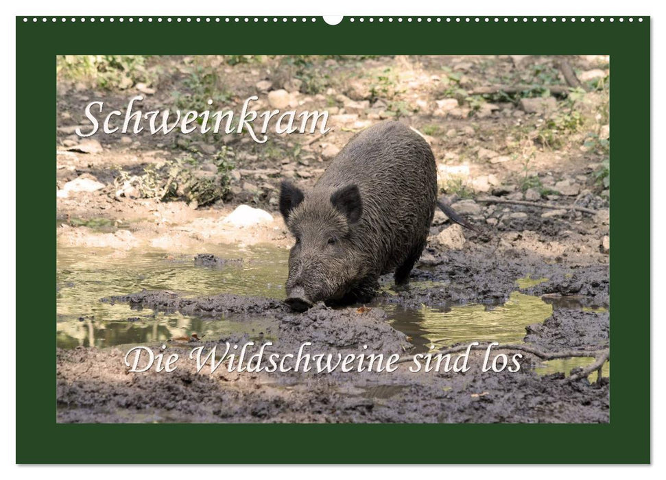 Schweinkram - Die Wildschweine sind los (CALVENDO Wandkalender 2024)