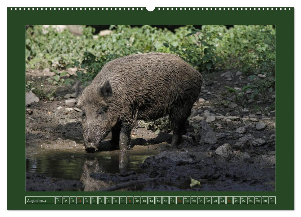 Schweinkram - Die Wildschweine sind los (CALVENDO Wandkalender 2024)