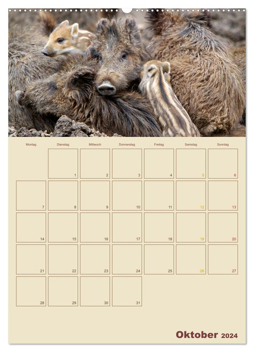 Wildschweine (CALVENDO Premium Wandkalender 2024)