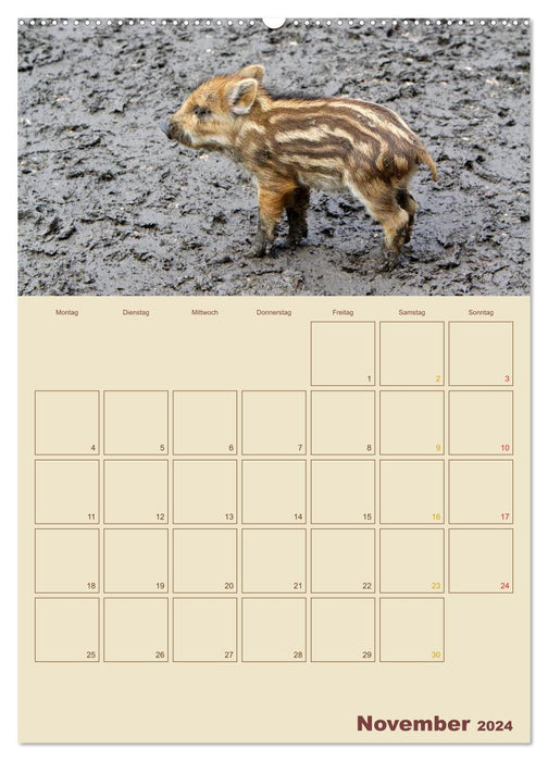 Wildschweine (CALVENDO Premium Wandkalender 2024)