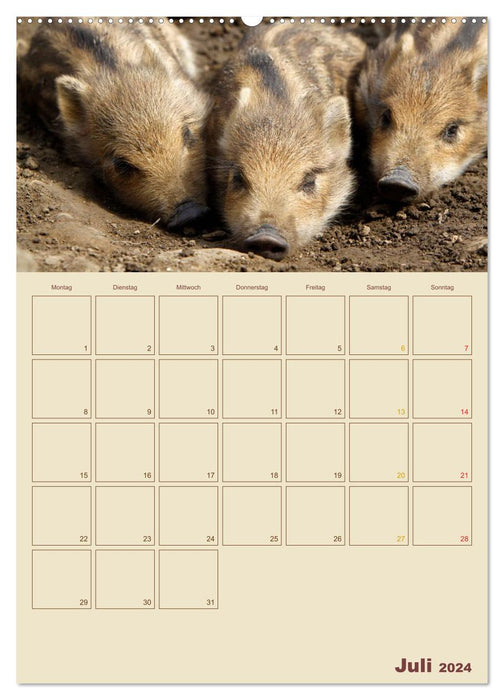 Wildschweine (CALVENDO Premium Wandkalender 2024)