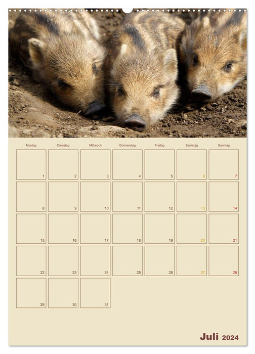 Sangliers (Calendrier mural CALVENDO Premium 2024) 