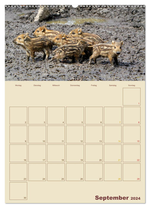 Sangliers (Calendrier mural CALVENDO Premium 2024) 