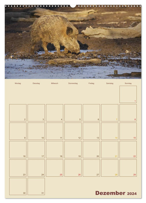 Wildschweine (CALVENDO Wandkalender 2024)