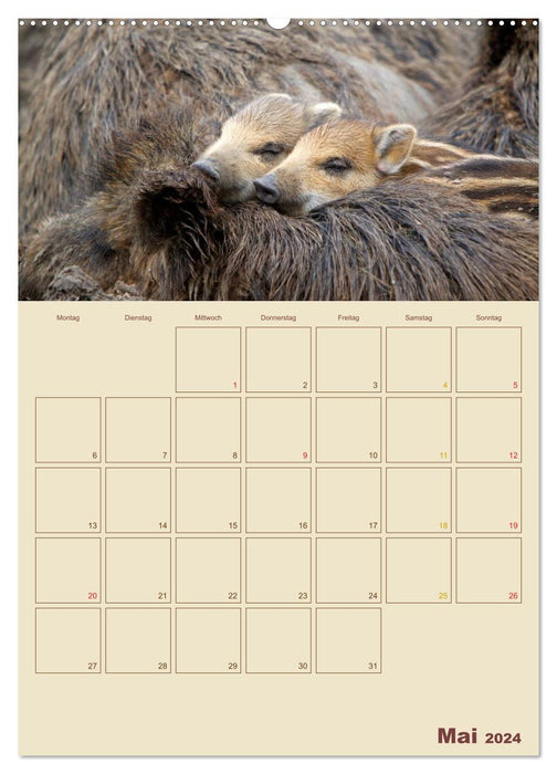 Wildschweine (CALVENDO Wandkalender 2024)