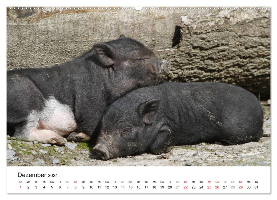 Schwein gehabt! (CALVENDO Premium Wandkalender 2024)