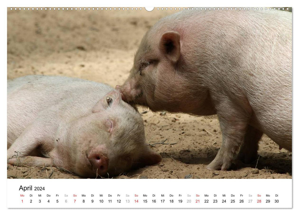 Schwein gehabt! (CALVENDO Premium Wandkalender 2024)