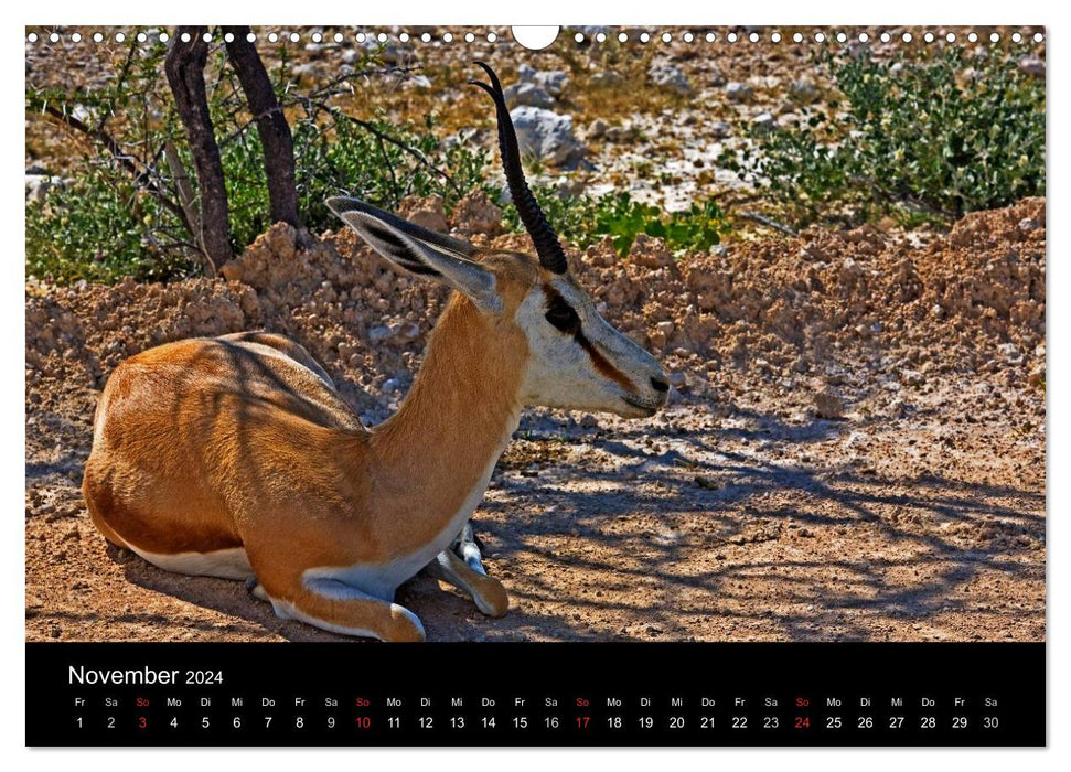 Les animaux de Namibie : du grand au petit (calendrier mural CALVENDO 2024) 