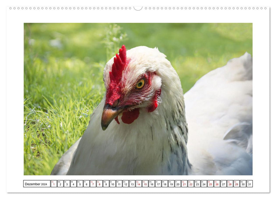 Glückliche Freilandhühner (CALVENDO Wandkalender 2024)