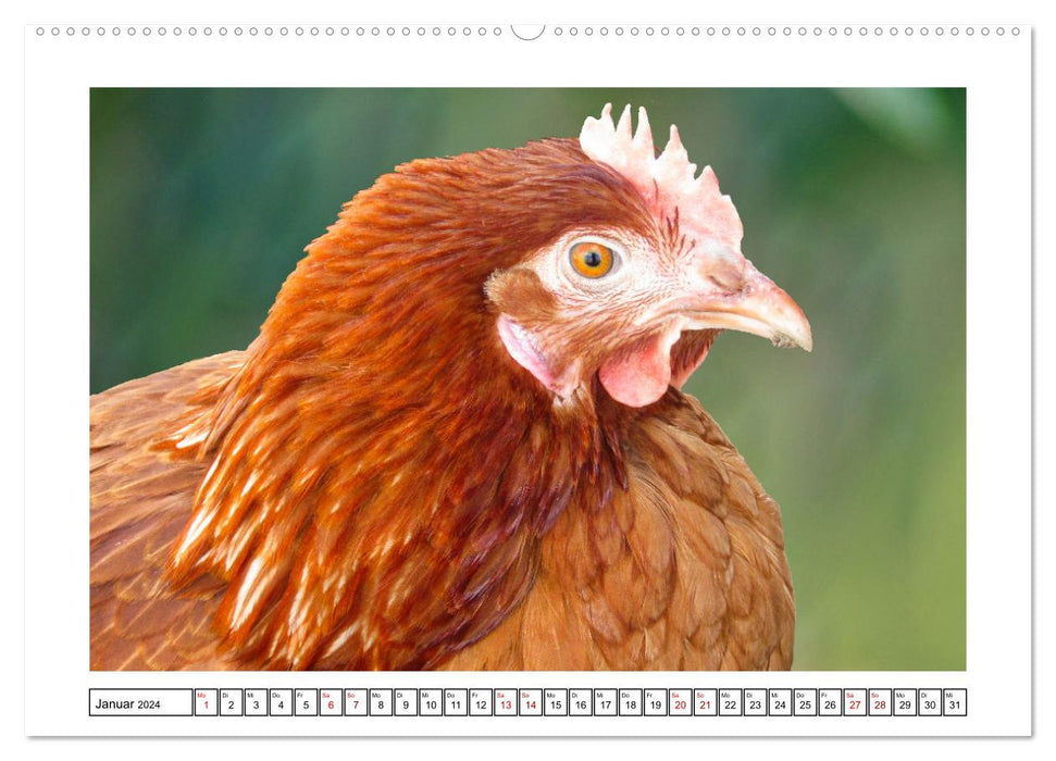 Glückliche Freilandhühner (CALVENDO Wandkalender 2024)