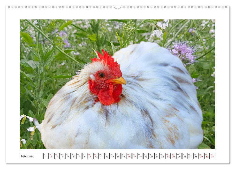 Happy free-range chickens (CALVENDO wall calendar 2024) 