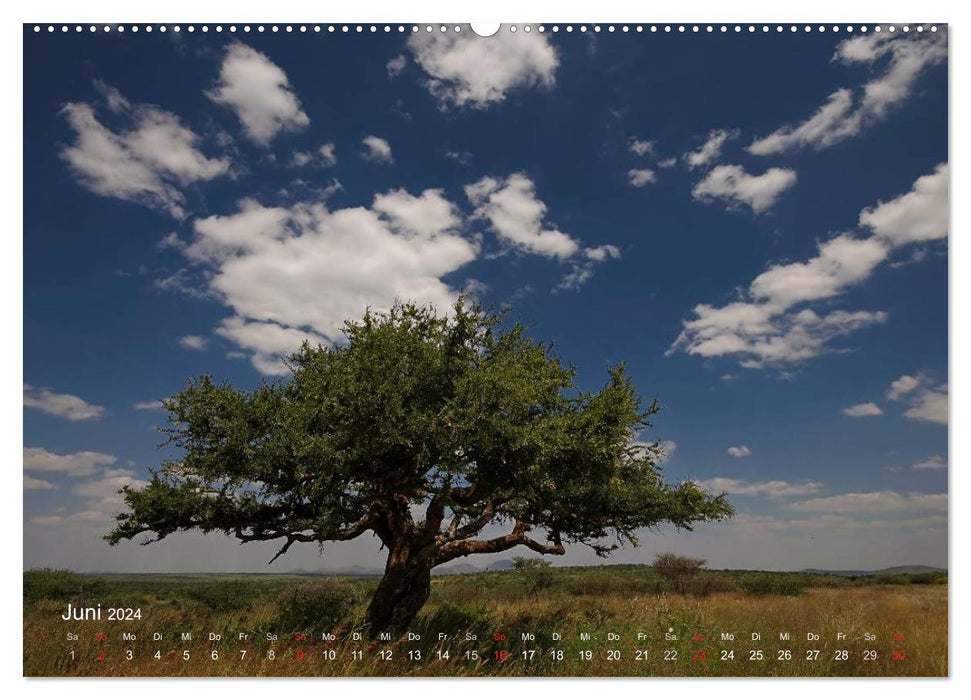 Afrikanische Bäume (CALVENDO Premium Wandkalender 2024)