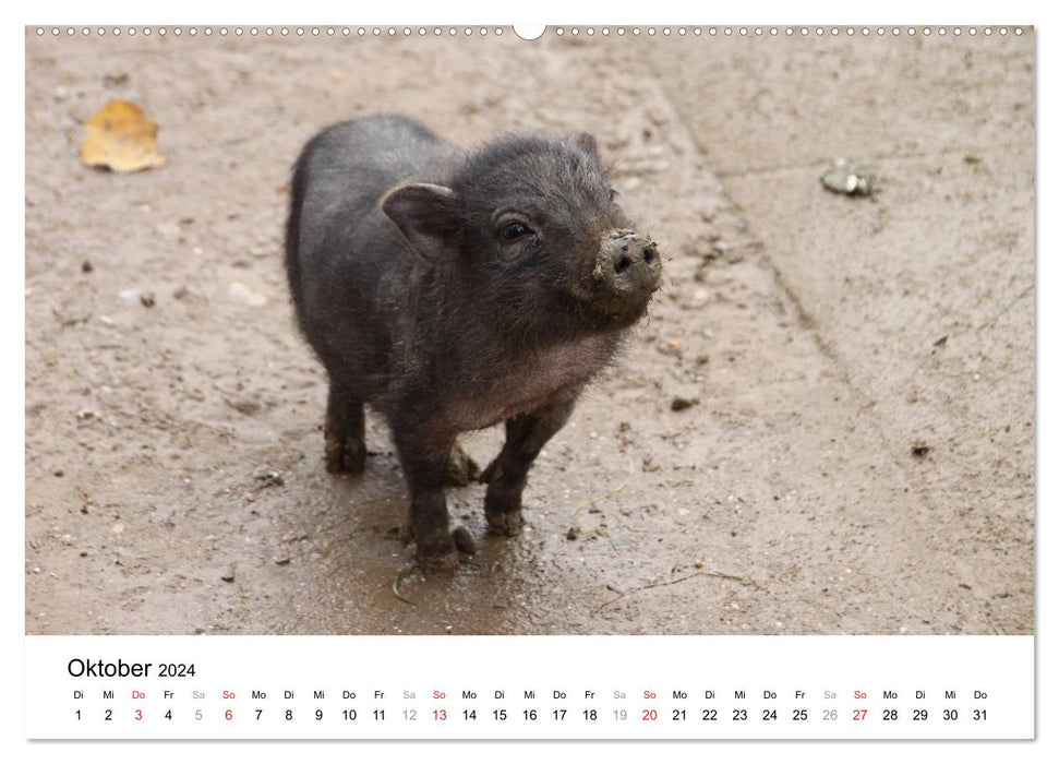 j'avais un cochon ! (Calendrier mural CALVENDO 2024) 