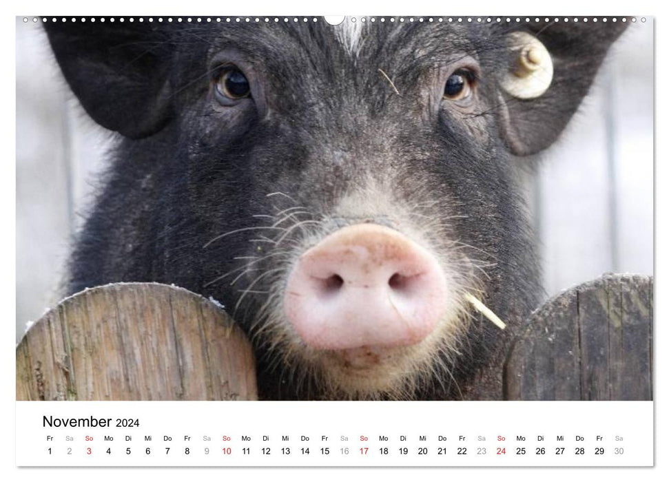 Schwein gehabt! (CALVENDO Wandkalender 2024)