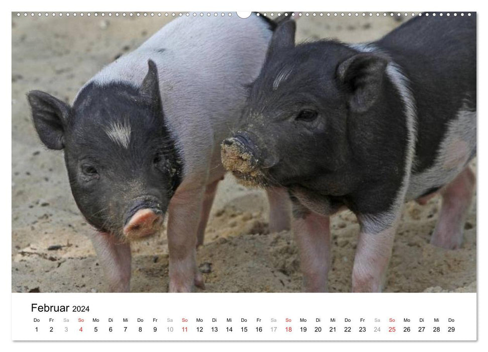 Schwein gehabt! (CALVENDO Wandkalender 2024)