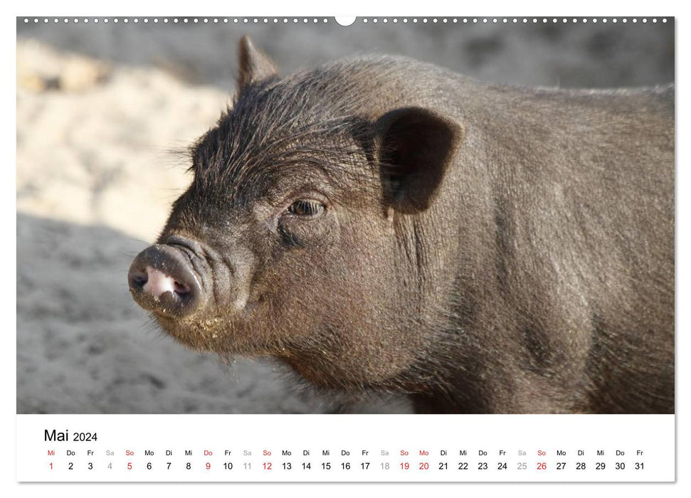 j'avais un cochon ! (Calendrier mural CALVENDO 2024) 