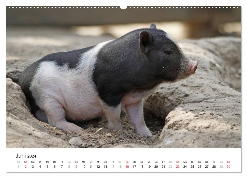 Schwein gehabt! (CALVENDO Wandkalender 2024)
