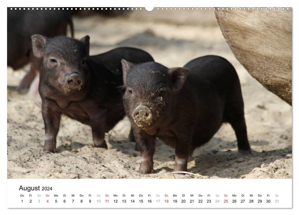 j'avais un cochon ! (Calendrier mural CALVENDO 2024) 