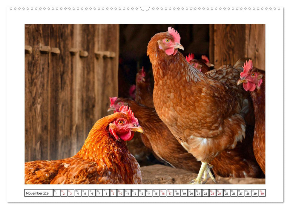 Happy free-range chickens (CALVENDO Premium Wall Calendar 2024) 