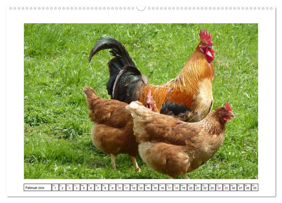 Glückliche Freilandhühner (CALVENDO Premium Wandkalender 2024)
