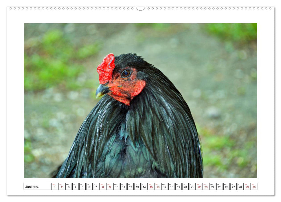 Glückliche Freilandhühner (CALVENDO Premium Wandkalender 2024)