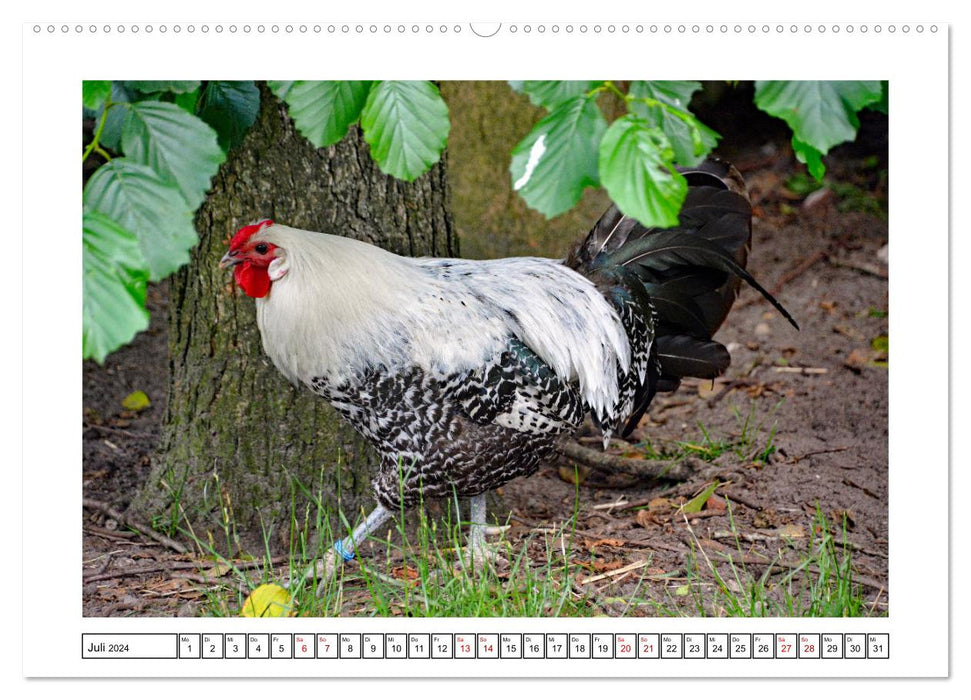 Happy free-range chickens (CALVENDO Premium Wall Calendar 2024) 