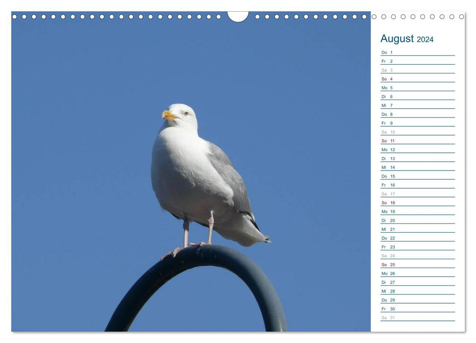 Mouettes - De la mer Baltique à l'Atlantique (Calendrier mural CALVENDO 2024) 