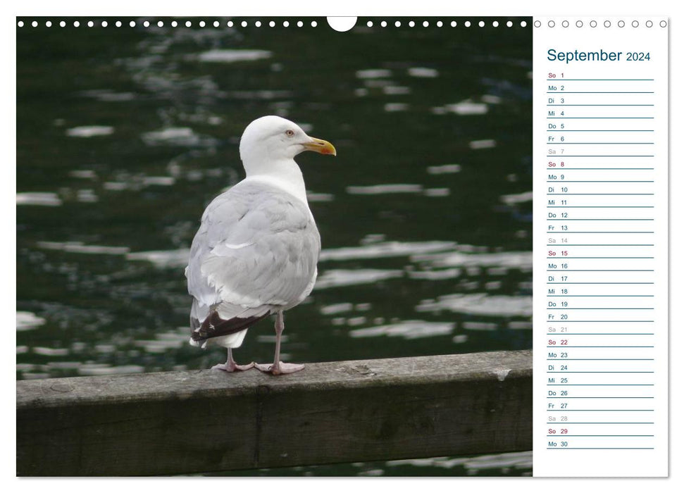 Mouettes - De la mer Baltique à l'Atlantique (Calendrier mural CALVENDO 2024) 