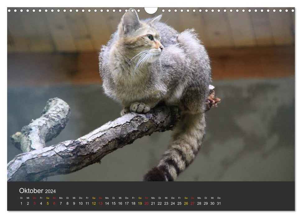 Tierpark-Gera (CALVENDO Wandkalender 2024)