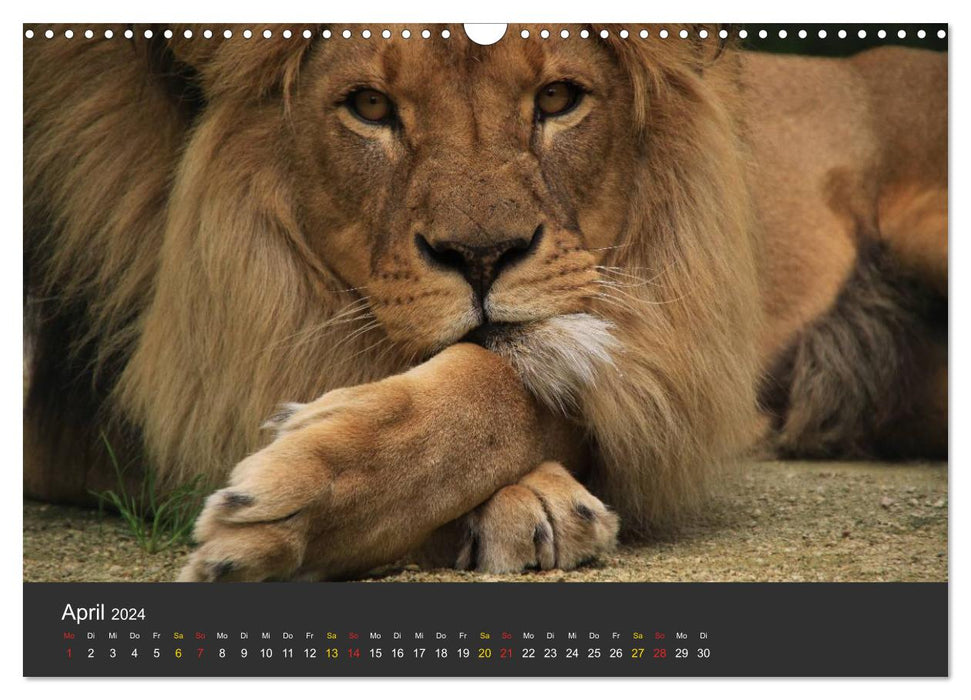 Tierpark-Gera (CALVENDO Wandkalender 2024)