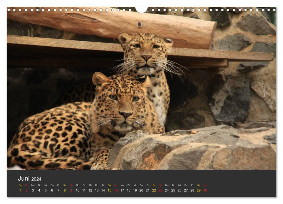 Tierpark-Gera (CALVENDO Wandkalender 2024)