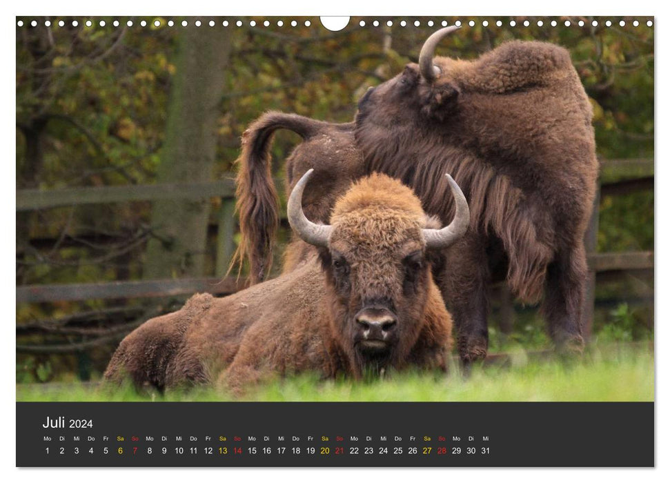 Tierpark-Gera (CALVENDO Wandkalender 2024)