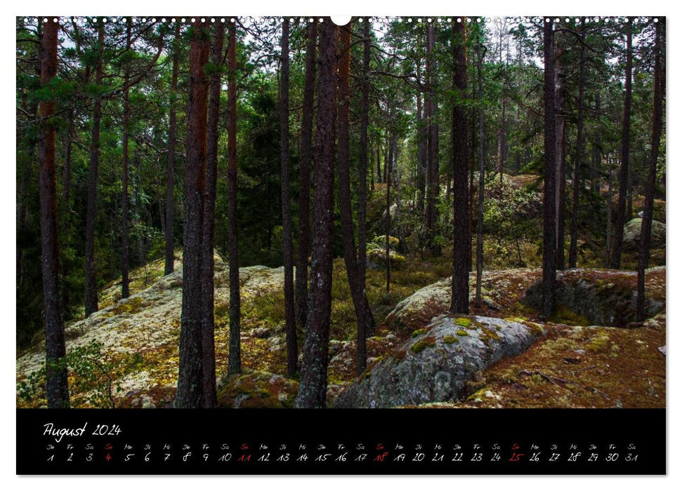 Forêt (Calvendo Premium Calendrier mural 2024) 