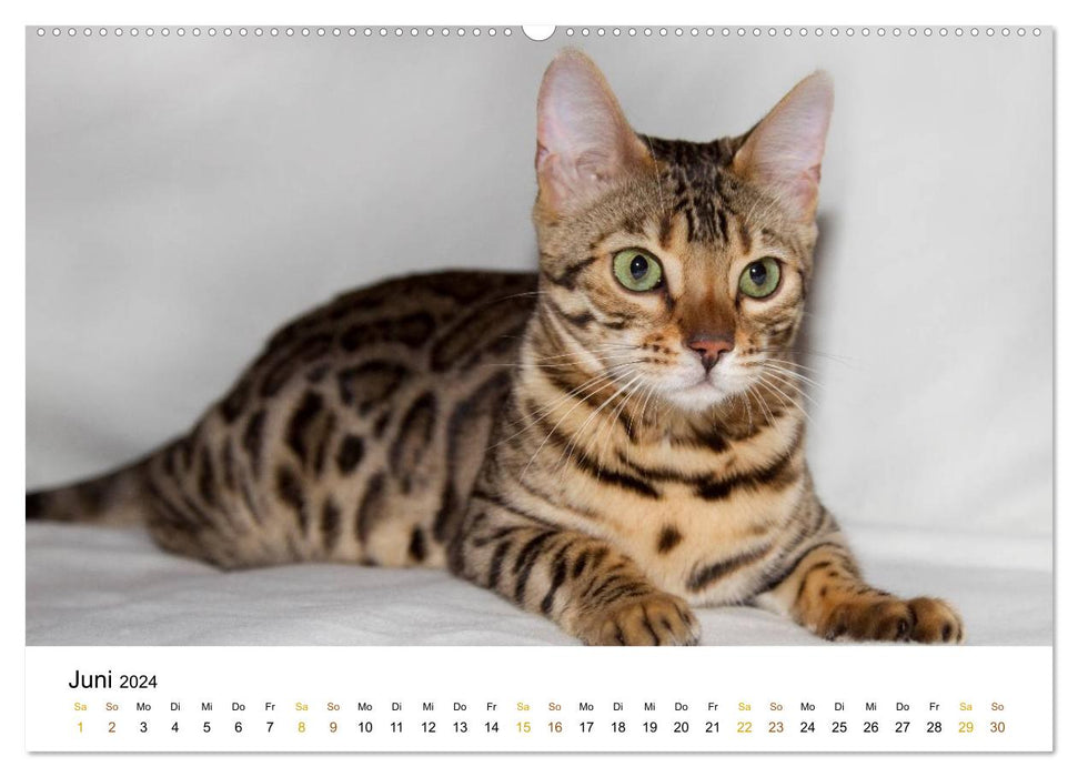 chats de race gracieux (Calendrier mural CALVENDO Premium 2024) 